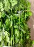 【火锅季】带根香菜100g 实拍图
