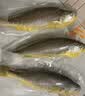 海名威 冷冻黄花鱼700g/2条装 宁德大黄鱼 海鱼 生鲜鱼类 海鲜水产 实拍图