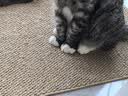 憨憨乐园防剑麻垫猫抓垫猫抓板不掉屑耐抓防猫爪猫垫子入户门地垫用品 实拍图