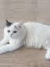 皇家猫粮 幼猫猫粮 幼猫奶糕 K36 通用粮 4-12月 4.5KG【宠物金选】 实拍图