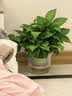 京东绿植绿萝盆栽除甲醛花卉绿植办公室新房净化空气180加仑4盆装源头直发 实拍图