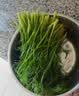 【24小时菜】茴香300g 实拍图