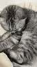 instinct进口猫粮百利无谷鸡全猫幼猫干粮11磅/5kg 效期27年10月 实拍图