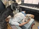 皇家狗粮 幼犬狗粮 宠物 小型犬 MIJ31 全价犬粮 2-10月 2KG 实拍图