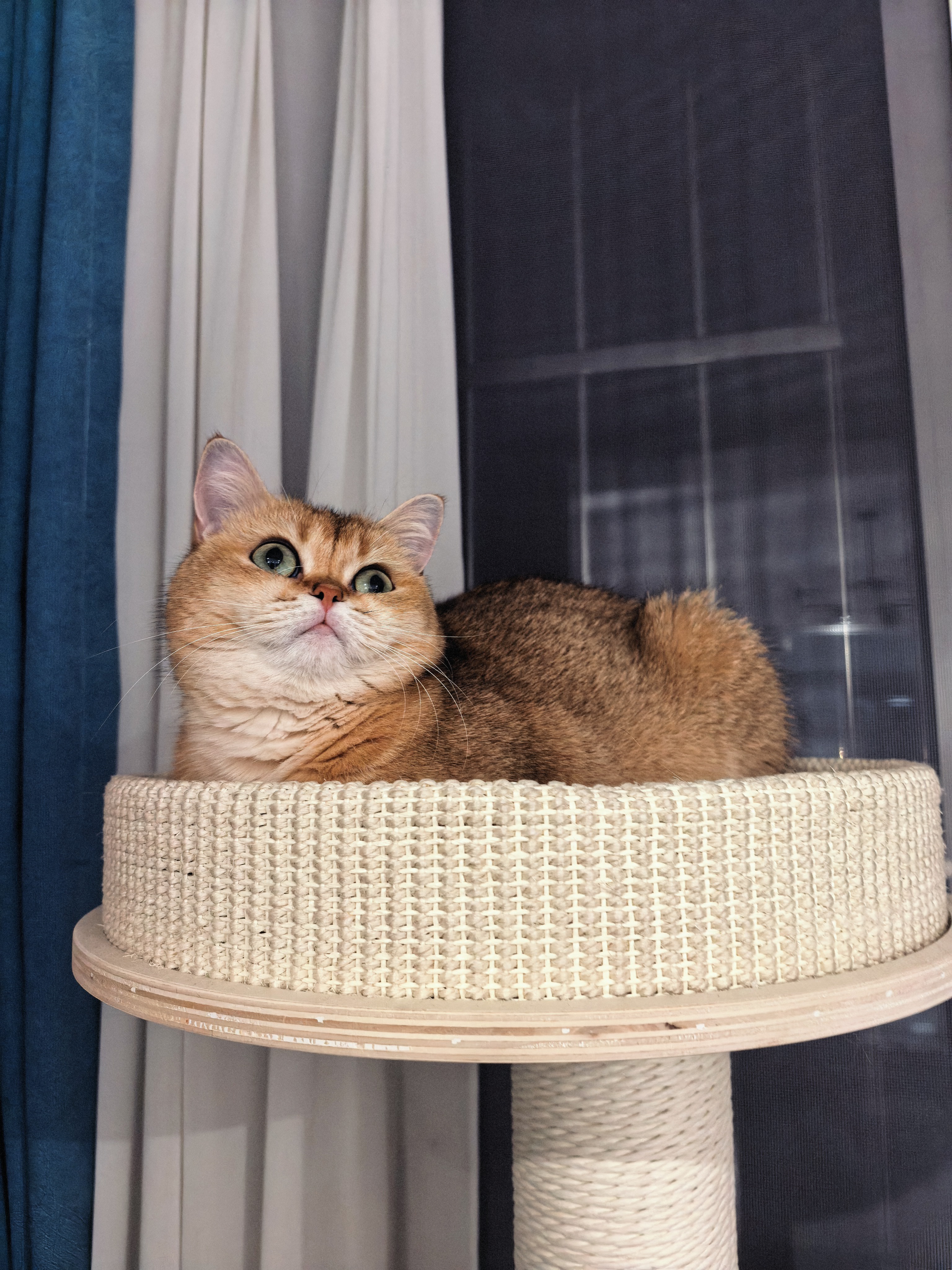 兽牌慕斯实木猫爬架不占地猫架猫窝剑麻猫抓板一体带太空舱冬季保暖 慕斯 无漆 | 四季垫 实拍图