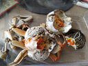 【活蟹】阳澄帝 大闸蟹鲜活  现货特大螃蟹公蟹母蟹精品礼盒装 现货公3.5两母2.5两4对 8只装 实拍图