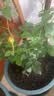 果汁阳台月季花苗四季开花卉盆栽绿植物室内花易活玫瑰带花苞庭院 果汁阳台【大花浓香，月月开分枝多】 【带花苞】【盆口径15cm】原盆冠25高35 实拍图
