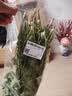 【火锅季】带根香菜100g 实拍图