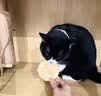 领先冻干大福饼宠物零食猫狗通用纯肉冻干鸡胸肉三文鱼12.8g 实拍图