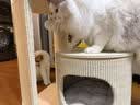 兽牌慕斯实木猫爬架不占地猫架猫窝剑麻猫抓板一体带太空舱冬季保暖 慕斯 无漆 | 四季垫 实拍图
