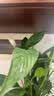 年宵花【热销款】白掌一帆风顺盆栽水培植物绿植过年装饰摆件年货 特级白掌带花+繁星自吸盆 实拍图