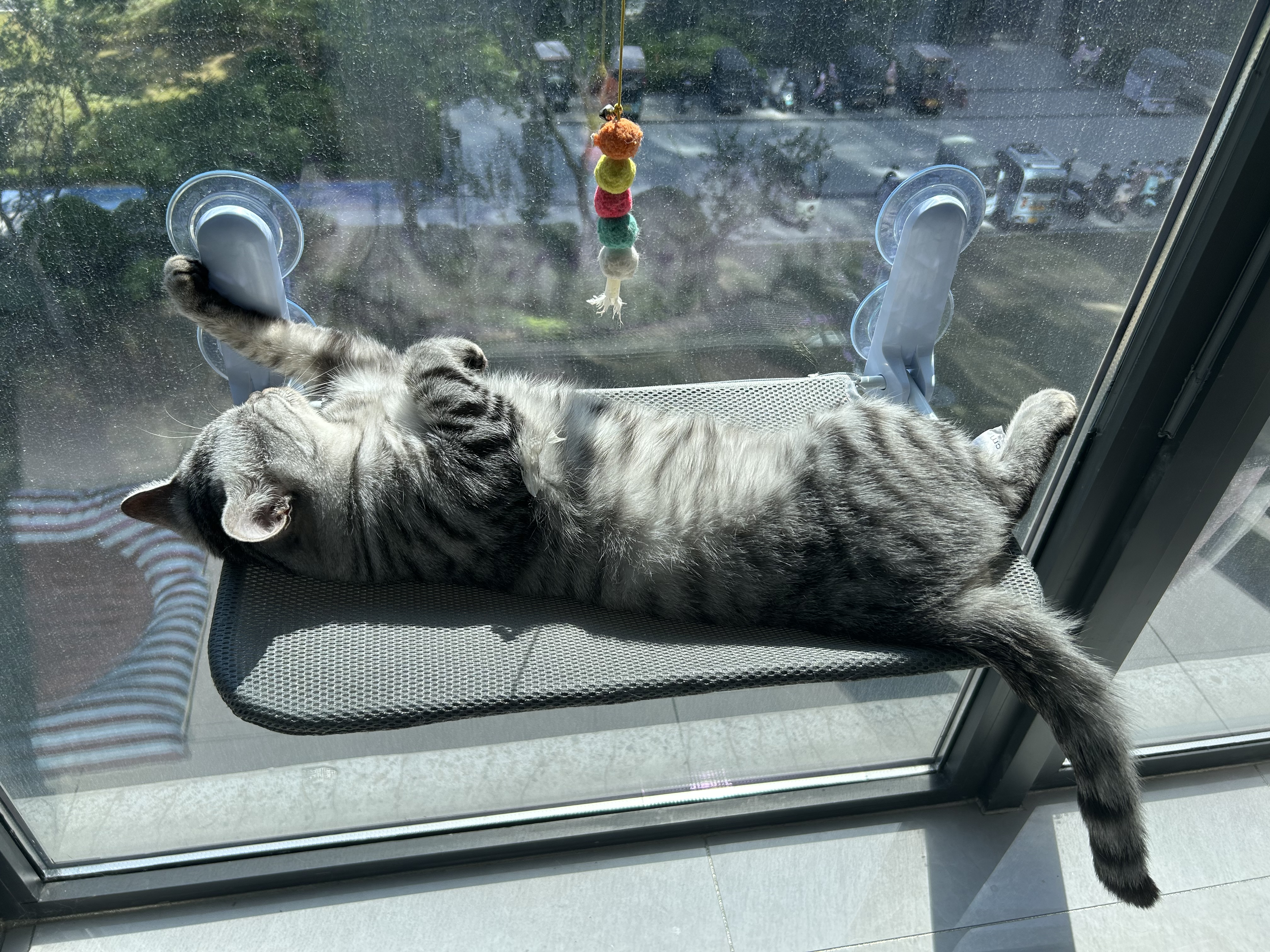 皇家猫粮 成猫猫粮 营养均衡 F32 通用粮 1-7岁 2KG 实拍图
