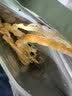京东京造香烤鱿鱼条丝须100g海味下酒小鱼干即食鱼零食孕妇海鲜青岛特产 实拍图