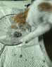 沃趣 猫砂膨润土20斤强效除臭低粉尘易结团青柠大包装小颗粒遇水释香 实拍图