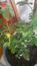 果汁阳台月季花苗四季开花卉盆栽绿植物室内花易活玫瑰带花苞庭院 果汁阳台【大花浓香，月月开分枝多】 【带花苞】【盆口径15cm】原盆冠25高35 实拍图
