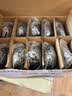 双飞燕（A4TECH）WM-100 十只装 大手 对称 有线鼠标 办公鼠标外设电脑鼠标  usb鼠标 10只 黑色 有线 实拍图