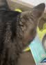 麦德氏IN犬猫高钙0乳糖绵羊奶粉10g/袋8倍乳铁蛋白新生幼犬猫羊奶粉 实拍图