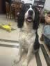 麦富迪狗粮 无谷牛肉双拼狗粮成犬 小型犬中大型犬通用10kg/20斤 实拍图