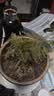 文竹盆栽绿植花卉盆景植物室内客厅水培文松云竹文竹大苗四季常青 小文竹【1颗】原盆原土球发货 高度15-25cm 实拍图