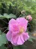 八芽小叶栀子花盆栽开花植物室内桌面茶几好养花卉绿植办公室净化空气 小叶栀子花-陶瓷竖纹盆 带盆栽好 实拍图