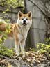 红狗 犬维生素软颗粒6g尝鲜装狗狗维生素犬用维生素宠物8合1配方 实拍图