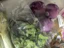 【火锅季】带根香菜100g 实拍图