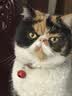 伟嘉猫粮成猫全价猫粮亮毛蓝猫均衡营养10kg海洋鱼夹心粮【原料透明】 实拍图