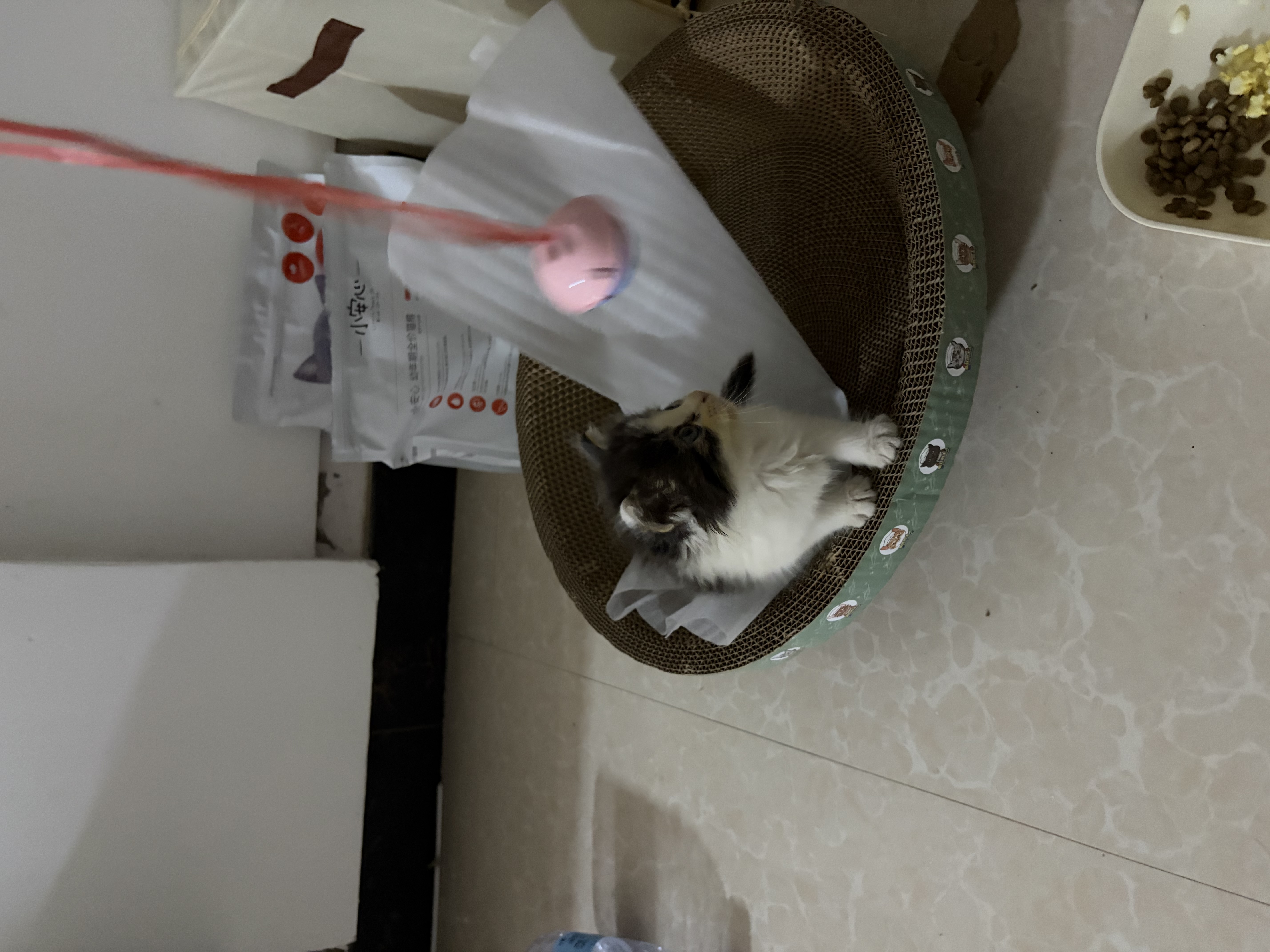 疯狂的主人猫抓板窝碗形大号猫抓盆不掉屑猫窝宠物猫玩具瓦楞纸猫爪板 实拍图