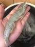 北海湾 虾 青岛海鲜大虾国产鲜活冷冻基围虾虾类水产生鲜白虾青虾海对虾 单冻大虾 3斤(净重)  16-18cm【单只冻 特大虾】 实拍图
