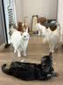 大宠爱成猫驱虫药体内外同驱耳螨虱子跳蚤虫 2.6-7.5kg成猫 12支装 实拍图