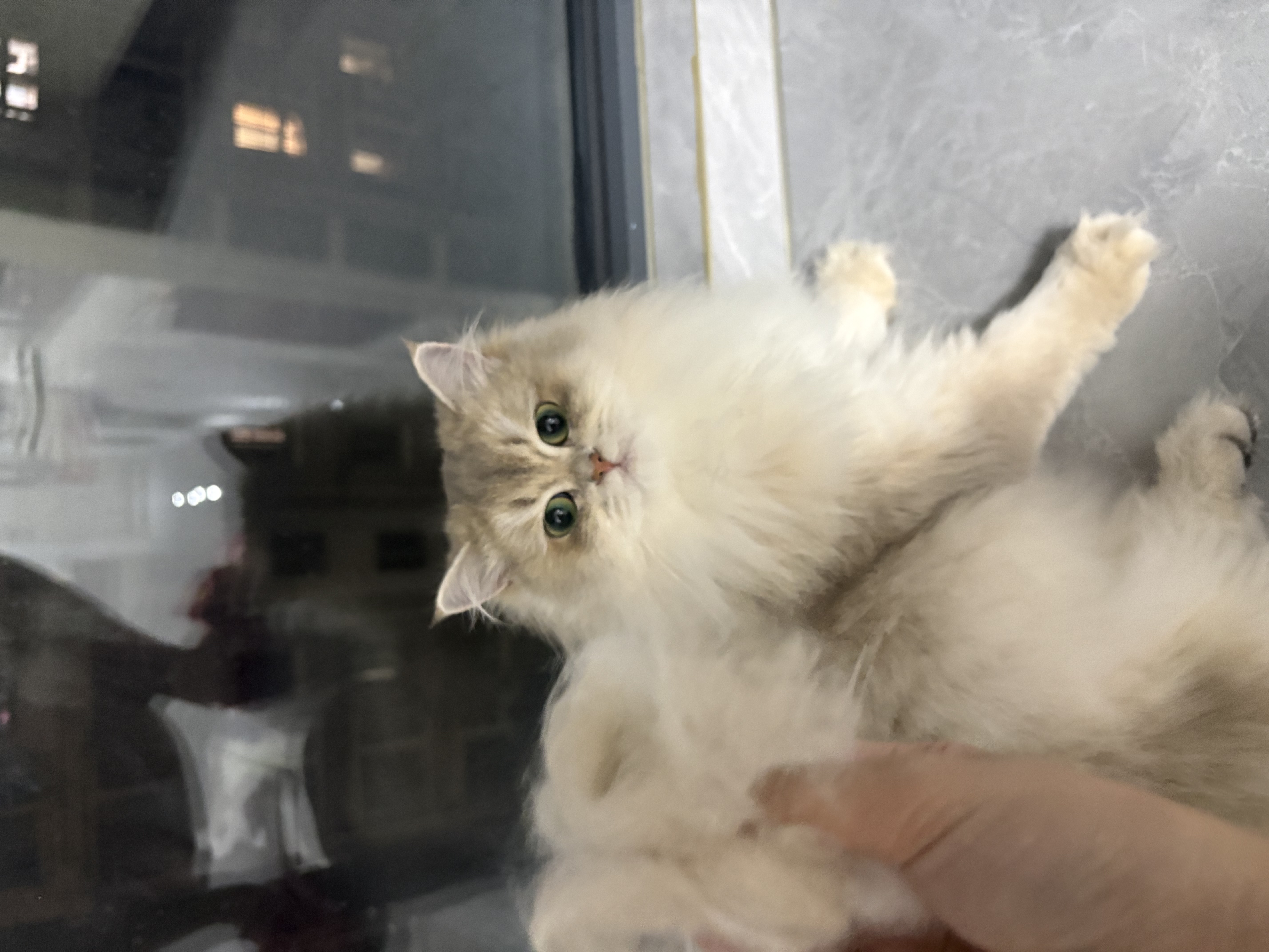 海洋之星烘焙猫粮冰川三文鱼猫粮 幼猫成猫美毛 布偶蓝猫全价鲜肉粮1.5kg 实拍图