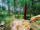 科尔沁 国产原切牛脖骨段6斤 炖煮食材 牛肉生鲜 实拍图