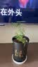 文竹盆栽绿植花卉盆景植物室内客厅水培文松云竹文竹大苗四季常青 小文竹【1颗】原盆原土球发货 高度15-25cm 实拍图