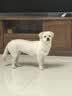 皇家狗粮 成犬狗粮 犬粮 宠物小型犬 PR27全价犬粮≥10月8KG 宠物金选 实拍图