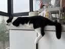 皇家猫粮 室内成猫粮 I27 通用粮 12月以上 2KG【宠物金选】 实拍图