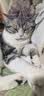 萌宠兄弟宠物免洗手套猫咪狗狗幼犬洗澡去味抑菌除螨清洁除臭干洗湿巾20片 实拍图