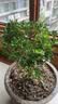 种花迷香水米兰花盆栽花卉绿植室内老桩带花苞四季开花好养驱蚊植物树苗 （花期带花苞）五年米兰【无盆】 含盆 实拍图