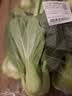 上海青约500g(油菜) 实拍图