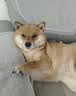 力狼狗粮 纯然金毛阿拉斯加拉布拉多萨摩耶马犬德牧中大型犬粮 呵护肠胃｜52%高肉｜鸭肉梨粮40斤 实拍图