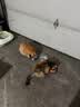 皇家猫粮 成猫猫粮 户外成猫 O30 通用粮 12月以上 4KG 实拍图