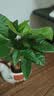 马上发财树小盆栽办公室内桌面绿植招财树植物马年伴手礼小马摆件 胖胖发财树+小马陶瓷盆【送吊牌+铺面石】 实拍图