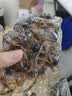 周黑鸭 甜辣卤鸭锁骨200g 熟食卤味 武汉小吃 经典大包装 实拍图