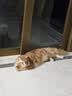 instinct进口猫粮百利无谷鸡全猫幼猫干粮11磅/5kg 效期27年10月 实拍图