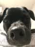 好主人 全价成犬粮狗粮泰迪金毛拉布拉多比熊法斗柯基全犬种10kg/20斤 实拍图