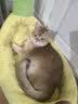 licheers猫狗窝冬季保暖小中大型犬四季通用宠物狗床猫窝睡觉垫子S码 实拍图