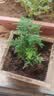 文竹盆栽绿植花卉盆景植物室内客厅水培文松云竹文竹大苗四季常青 小文竹【1颗】原盆原土球发货 高度15-25cm 实拍图