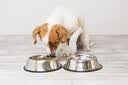 皇家（ROYAL CANIN）全价处方粮LF22胰腺低脂易消化促肠胃道消化高能量成犬粮6KG 实拍图