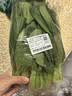 上海青约500g(油菜) 实拍图
