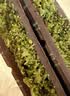 展艺开心果酱面包丝150g 网红迪拜软曲奇千丝酥甜品面包夹心巧克力 实拍图