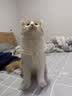 皇家猫粮 幼猫猫粮 幼猫奶糕 K36 通用粮 4-12月 10KG【宠物金选】 实拍图
